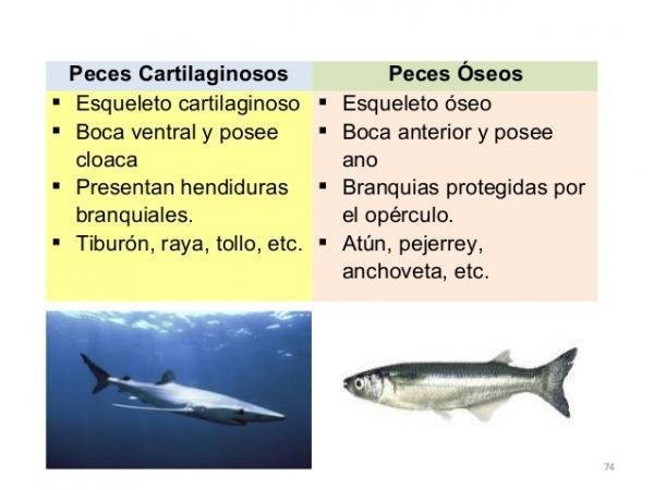 Diferencias Entre Pez Seo Y Pez Cartilaginoso