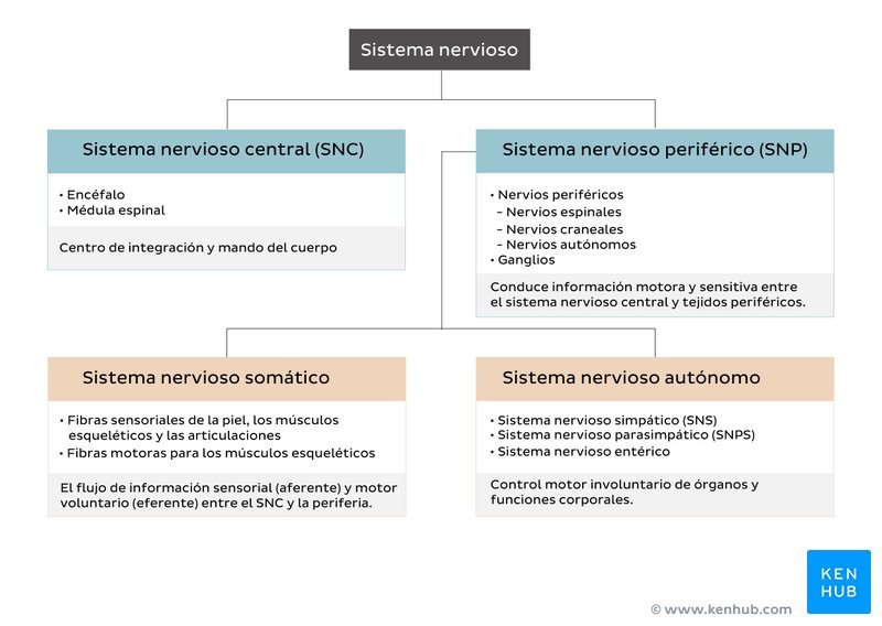 Guía Completa Del Sistema Nervioso: Comprende Su Funcionamiento