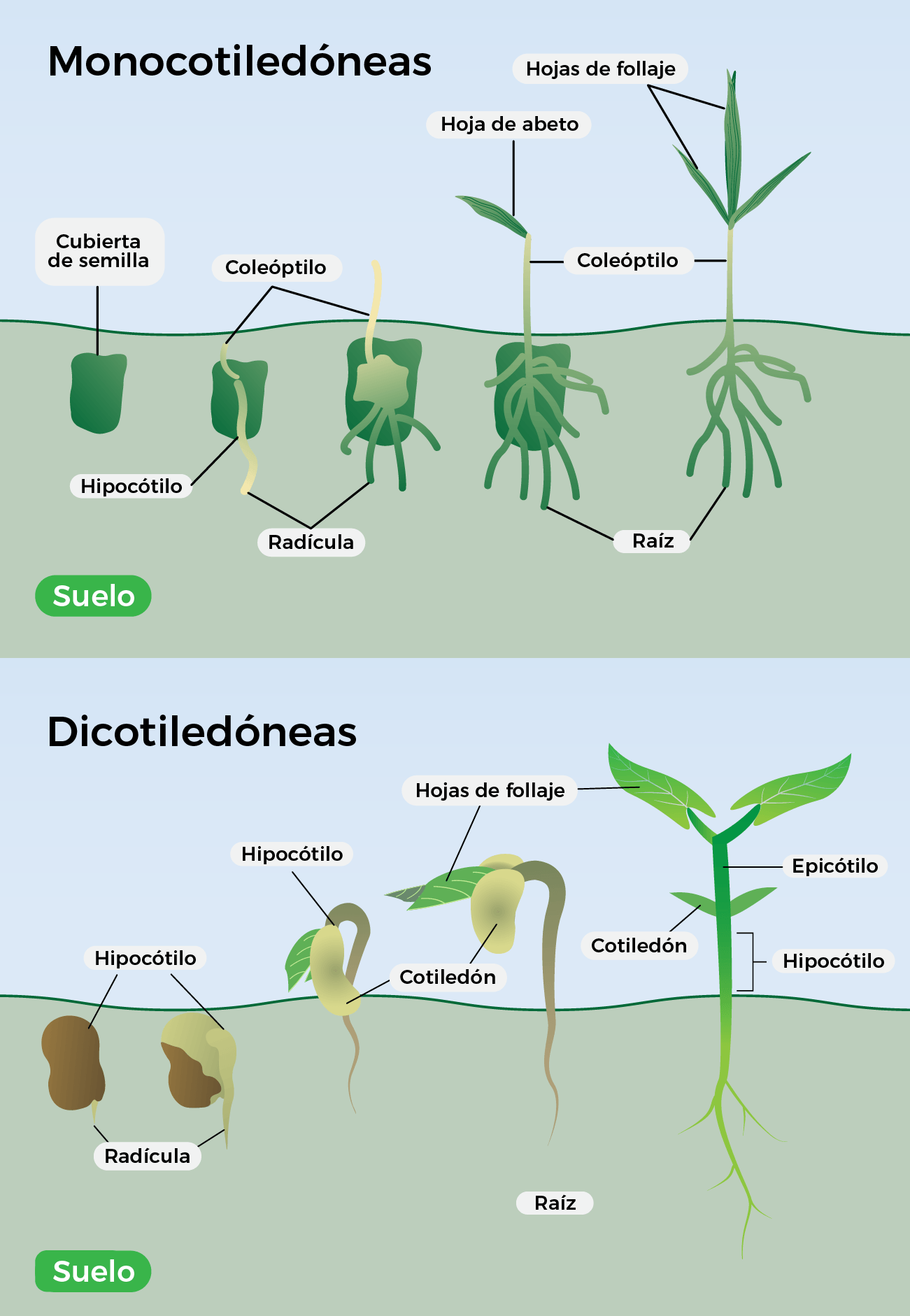 Proceso De Desarrollo De Las Plantas: De La Semilla A La Planta Adulta