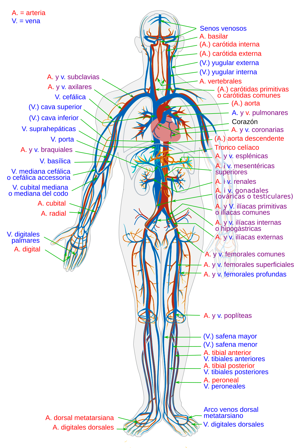 Sistema Circulatorio En Vertebrados Explicación Completa 3087