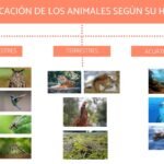 Adaptación de animales al hábitat: estrategias y características