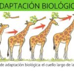 Adaptación de organismos al medio marino: estrategias y procesos