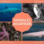 Adaptaciones de animales acuáticos para sobrevivir en el agua