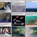Amenazas a especies marinas: causas y efectos