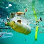 Amenazas para los ecosistemas marinos: ¿cuáles son las principales?