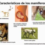 Características principales de los mamíferos: pelo, glándulas mamarias y sangre caliente