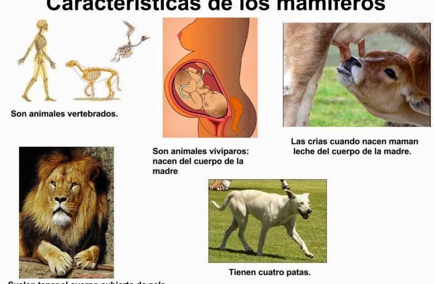 Características principales de los mamíferos: pelo, glándulas mamarias y sangre caliente