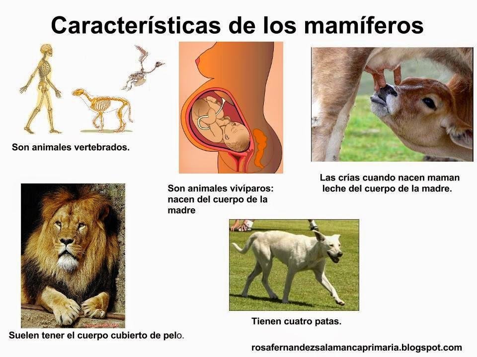 Características principales de los mamíferos: pelo, glándulas mamarias y sangre caliente