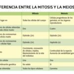 Comparación de la mitosis y la meiosis: divisiones celulares