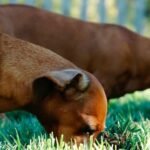 Comportamiento animal: enfoque científico y complejo