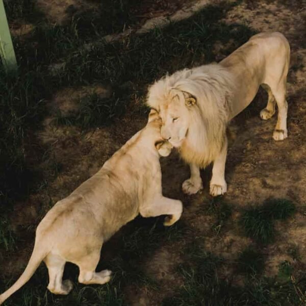 Comportamiento animal: Explorando las diferencias entre especies