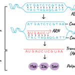 Comprendiendo el ADN: ¿Qué es y cómo se transcribe en ARN?