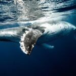 Comunicación en ballenas: ¿Cómo se comunican estos mamíferos marinos?