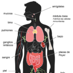 Descubre cómo funciona el sistema inmunológico y protege tu salud