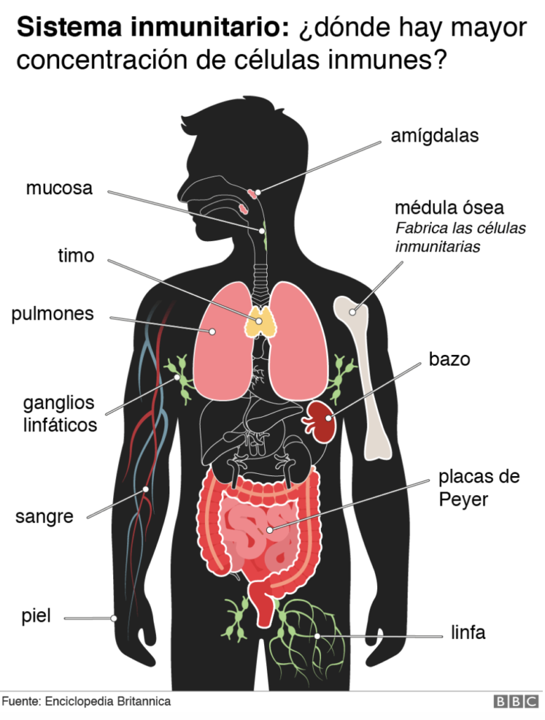 Descubre cómo funciona el sistema inmunológico y protege tu salud