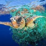 Desechos plásticos: una urgencia para el ecosistema marino