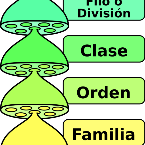 Diferencia entre especie y género en la clasificación biológica