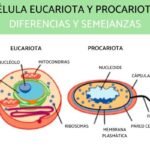 Diferencias entre células procariotas y eucariotas