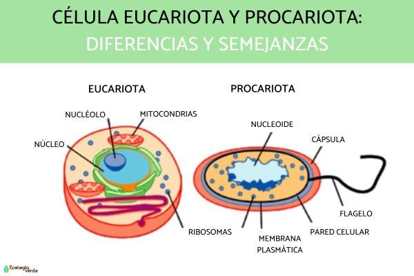 Diferencias entre células procariotas y eucariotas