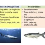 Diferencias entre pez óseo y pez cartilaginoso