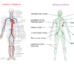 Diferencias entre sistema circulatorio y linfático: explicación completa