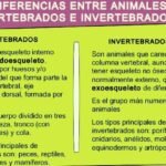 Diferencias entre vertebrados e invertebrados: características y clasificación