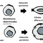 Efecto de la inducción en el desarrollo de tejidos: análisis detallado