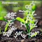 Efecto de las hormonas vegetales en el crecimiento de las plantas