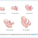 El asombroso proceso de formación de los bebés en el útero