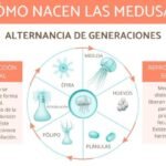 El ciclo de vida de una medusa: etapas de desarrollo y reproducción