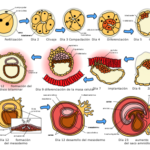 El desarrollo embrionario: etapas y proceso de formación del embrión