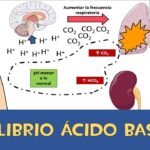 El equilibrio ácido-base en el cuerpo: regulación y mecanismos