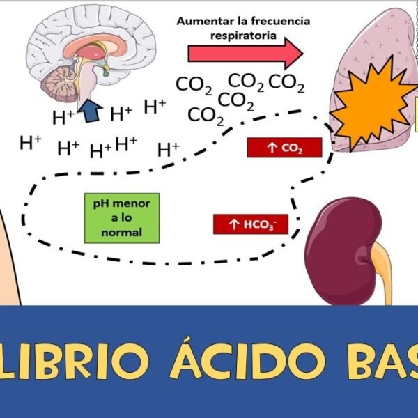 El equilibrio ácido-base en el cuerpo: regulación y mecanismos