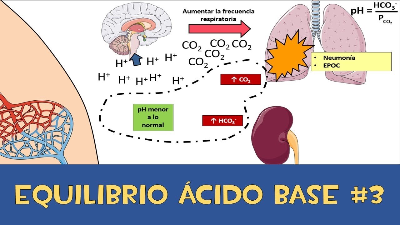 El equilibrio ácido-base en el cuerpo: regulación y mecanismos