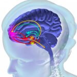 El impacto de las drogas en el cerebro: consecuencias y efectos