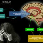 El impacto del estrés en el cerebro: causas y consecuencias