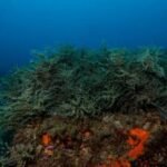 El papel de las algas en el ecosistema marino: una mirada esencial
