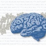 El papel de los genes en el comportamiento: una mirada científica