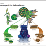 El papel de los microorganismos en la descomposición orgánica