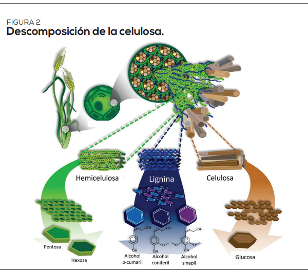 El papel de los microorganismos en la descomposición orgánica