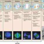 El proceso de división celular: explicación y etapas
