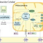 El proceso de la respiración celular: cómo se produce y su importancia