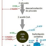 El proceso de la respiración celular y su producción