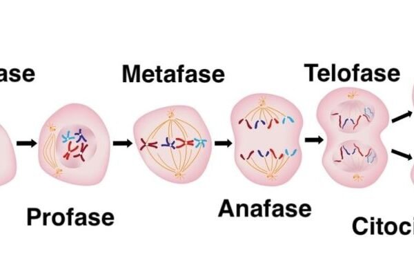 El proceso de reproducción celular: una mirada en profundidad