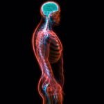 El sistema nervioso en los seres humanos: todo lo que debes saber