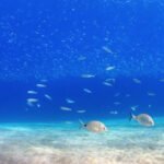 Estrategias de adaptación de animales marinos en el océano