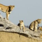 Estrategias de supervivencia de los animales en su entorno natural