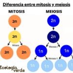 Explicación del proceso de la división celular: mitosis y meiosis