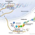 Explicación detallada de la transcripción y traducción del ARN