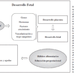 Factores en la formación del feto: genes, nutrición y salud materna